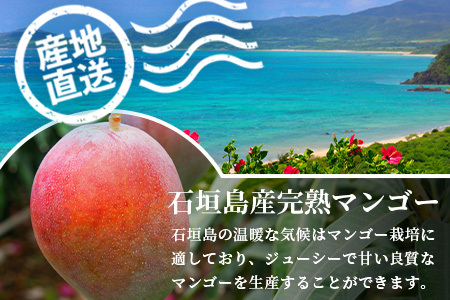［予約受付］美ら姫マンゴー2kg（完熟・アーウィン種）≪2025年７月上旬～順次発送≫【 産地直送 沖縄県 石垣市 マンゴー フルーツ 果物 南国 石垣島 】CB-2 