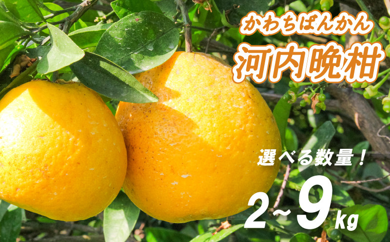 
            【2026年4月中旬より発送】 低農薬栽培 河内晩柑 2kg/4kg/9kg | 数量選択可 みかん ミカン 蜜柑 柑橘 数量限定 愛媛県産 松山市 中島 愛媛 ふるさと納税
          