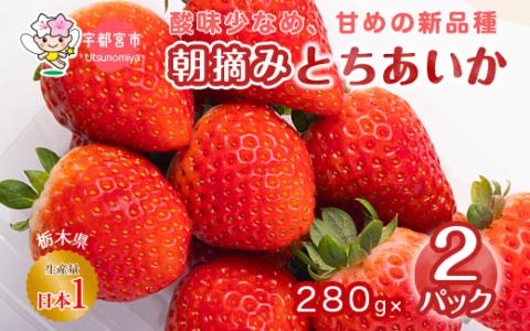 朝摘み とちあいか 2パックセット ※離島への配送不可 ※2024年1月～3月頃に順次発送予定