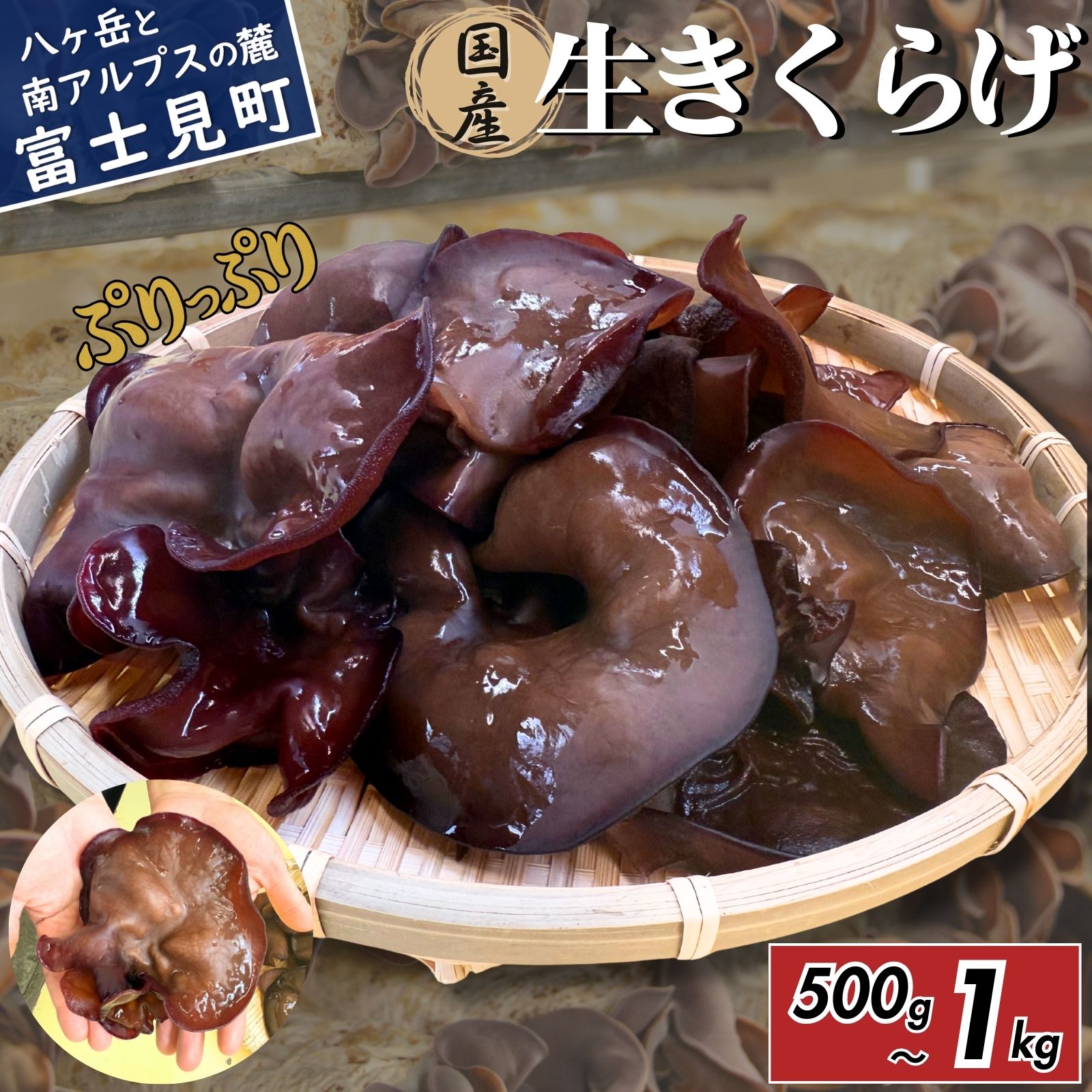 【ふるさと納税】【2027年先行予約】 肉厚 ぷりぷりコリコリ 生きくらげ 500g～1kg 八ヶ岳山麓育ち 国産 安心安全 農薬不使用 ハウス栽培 食物繊維 信州 送料無料 [7月中旬発送開始]