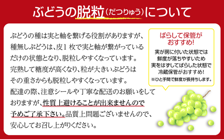 【先行予約】＼バイオレットキング  約750g／ 1房  冷蔵 高級 種無し 種なし シャインマスカット ブドウ ぶどう 品種 果物 甘い 巨峰 美味しい 希少 人気 ランキング おすすめ 贈答 ギフ