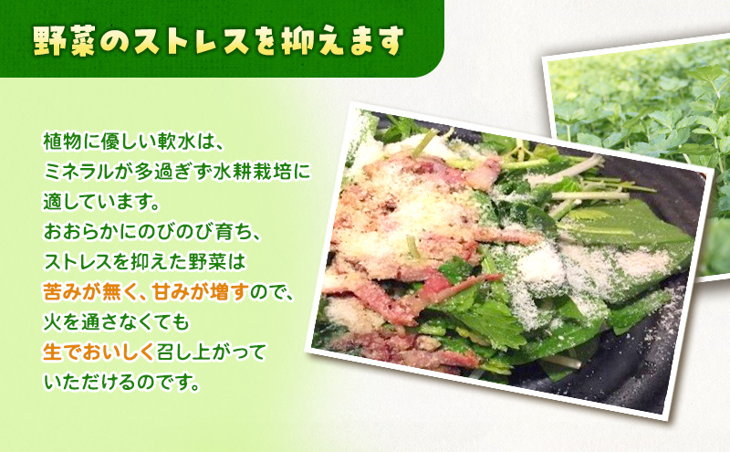 サラダほうれん草 44袋 野菜サラダセット 詰め合わせ ほう