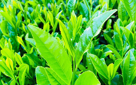 No.515 グリーンティーと森の蜂蜜のチーズテリーヌ