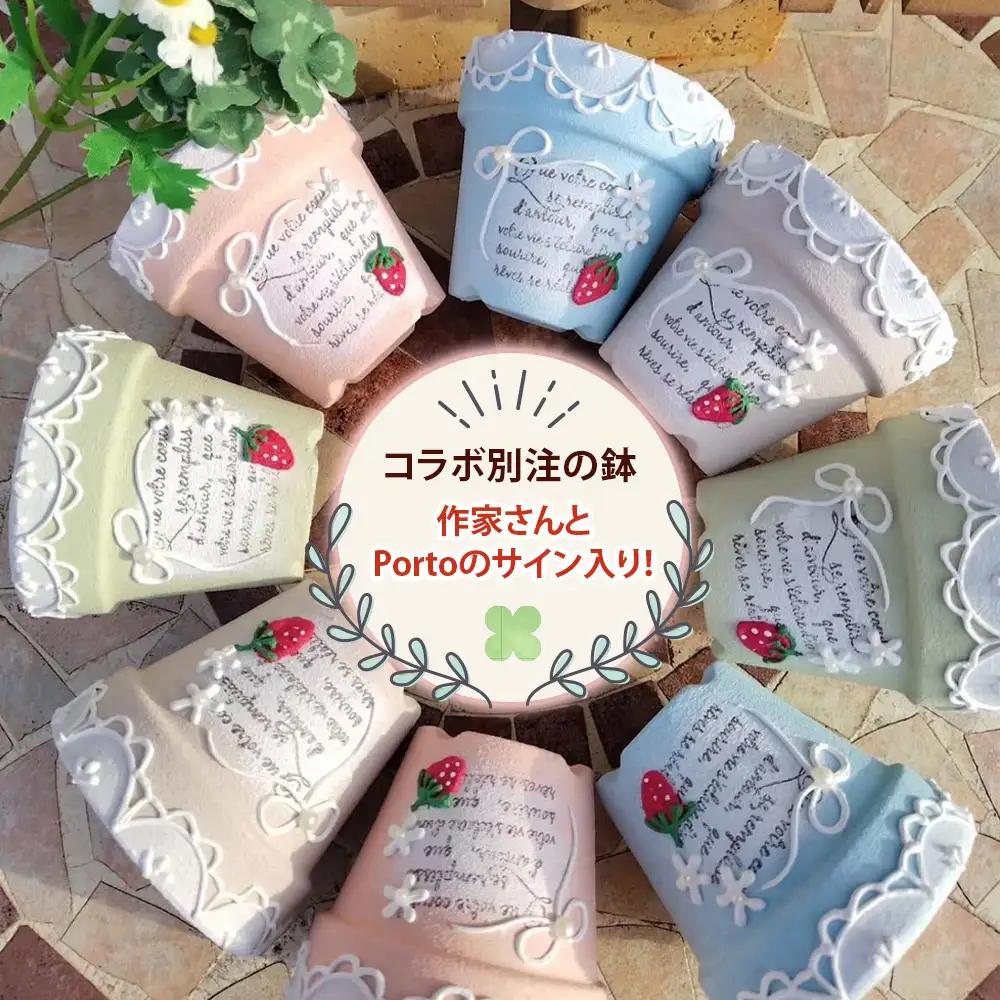 《9月下旬より順次発送》[作家リメイク鉢セット] 多肉植物 苗 おまかせ 5ポット+寄せ植え用1ポット付き [1257]