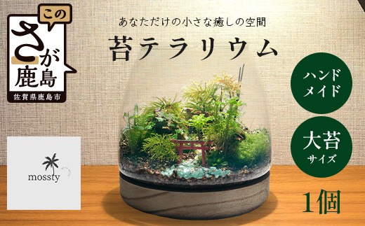 
                  J-33　苔テラリウム　手入れ簡単 癒やしのインテリア 卓上サイズ 誕生日 プレゼント雑貨 天然苔  贈り物 観葉植物 初心者 ミニチュア 鹿島市産 / mossty
                