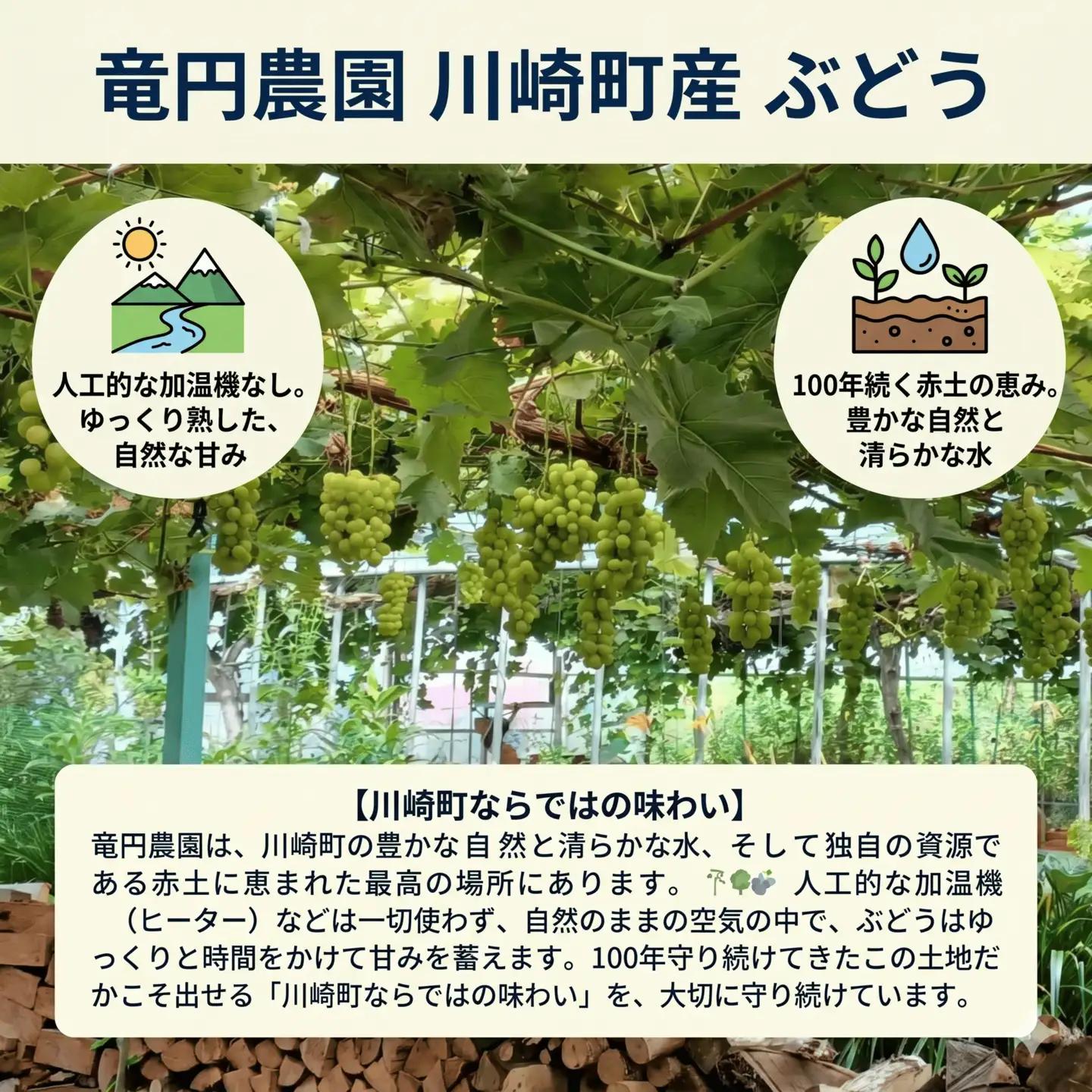 新鮮産直！巨峰 約2kg 【2027年発送】 葡萄 フルーツ ぶどう RYE