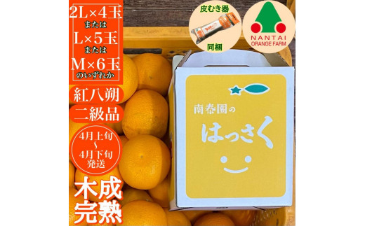 
                  【ムッキー同梱】 ちょっと 傷あり 木成完熟 紅はっさく 2L ～ M ( 4玉 ～ 6玉 ) 手さげ箱 【2027年4月上旬～発送】
                