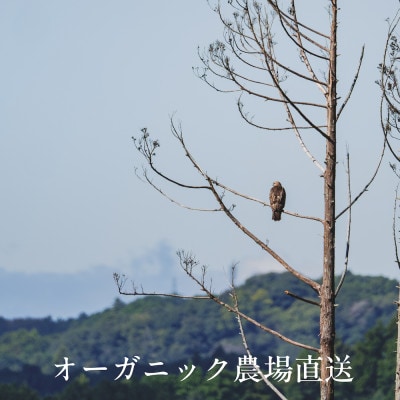 【毎月定期便】しあわせ野菜畑の有機野菜　Mセット　(安心の有機JAS認証　オーガニック野菜)全12回【配送不可地域：離島・北海道・沖縄県・四国・九州】