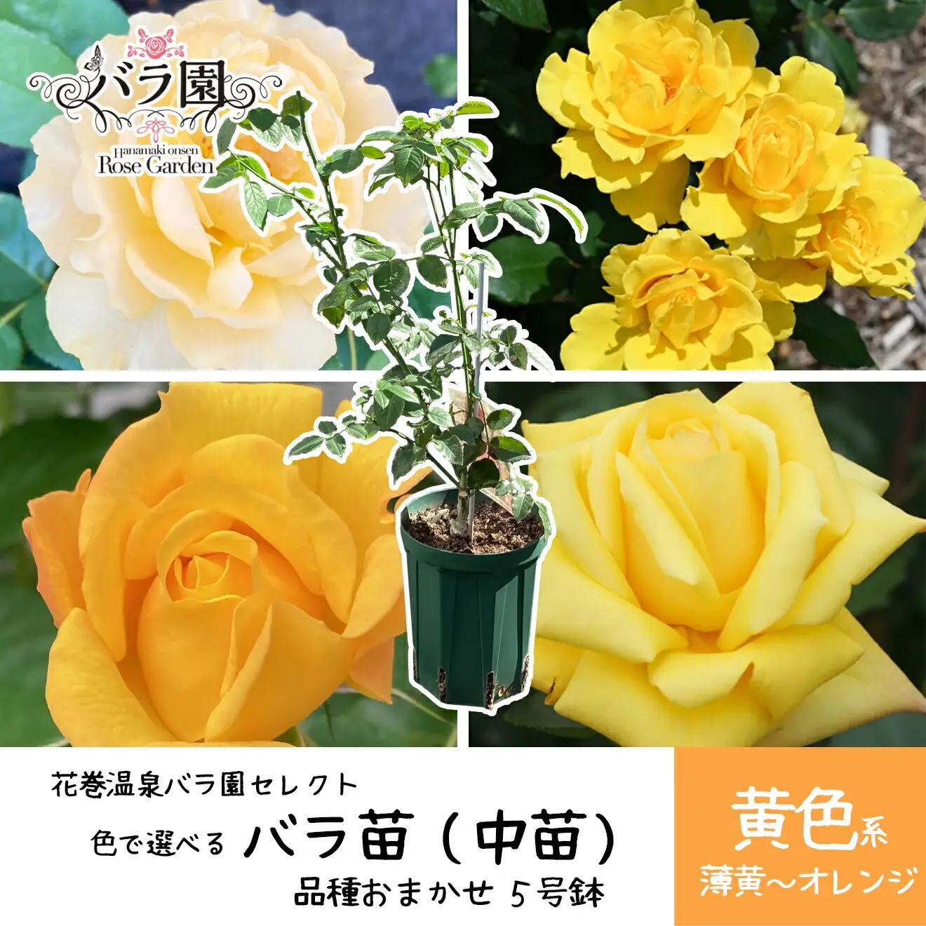 ＜色で選べる♪＞花巻温泉バラ園で育った「バラ中苗」5号サイズ -黄-【1858】<2026年3月より発送>