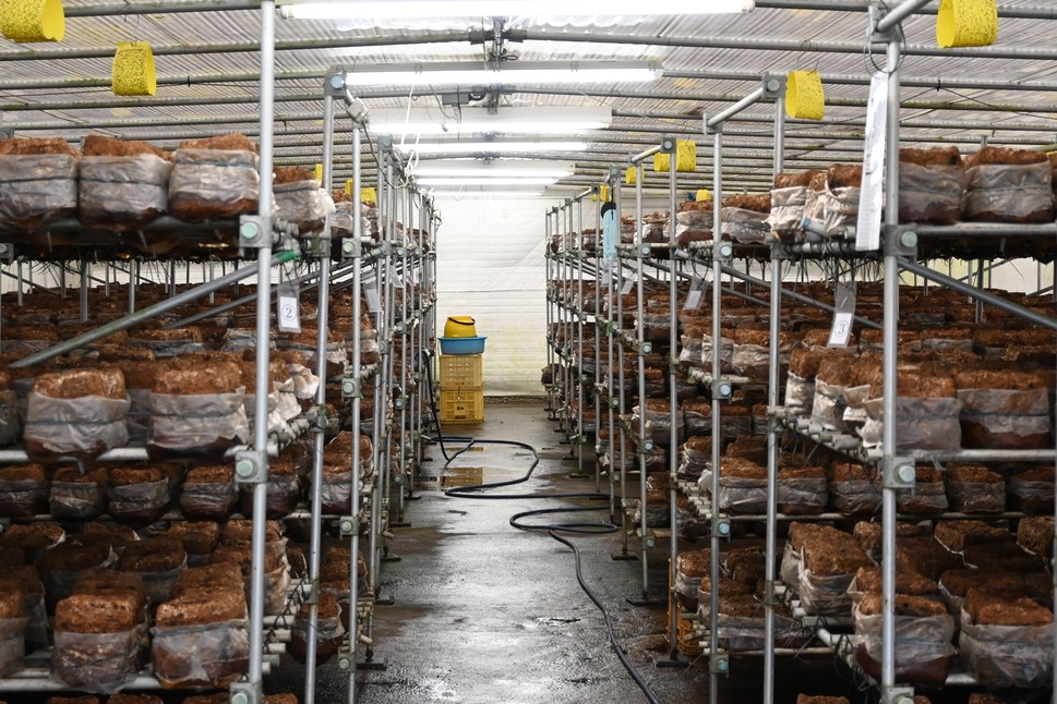 細かく調整された環境で育てられた椎茸を使用しています。