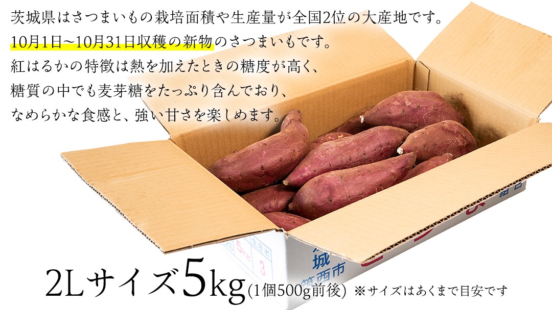 【 塚田商店 】 井上さつま 「 紅はるか 」 5kg ( 2Lサイズ ) 新物 ブランド芋 茨城県産 筑西市産 さつまいも サツマイモ いも 芋 イモ [BD038ci]