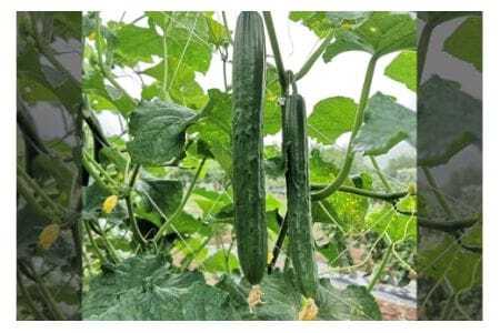 キュウリ 5kg きゅうり 胡瓜 夏野菜 常温便 新鮮 国産 茨城県産 野菜 夏 旬 産地直送 農園直送 ベジタブル グリーン サラダ 一本漬け 浅漬け 家庭用 業務用 フレッシュ 茨城県 石岡市 (
