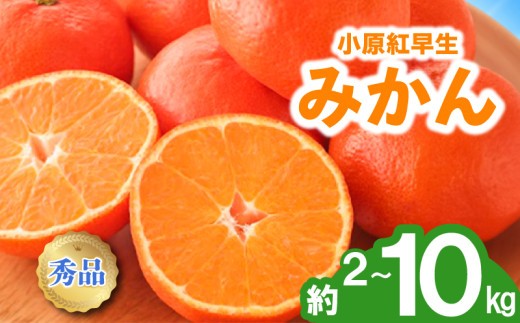 
                  先行予約 みかん 蜜柑 約2kg 3kg 4.7kg 10kg 小原紅早生 小原紅早生みかん 柑橘 オレンジ 果物 フルーツ 果実 旬 家庭用 11月下旬～12月下旬 配送 選べる 容量 香川県 丸亀市
                