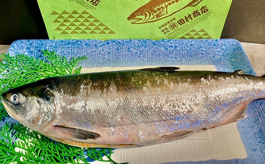 旨味抜群！！甘塩紅鮭1尾 切り身 ふるさと納税 魚 鮭 紅鮭 サケ さけ 海産 北海道 定期便 5か月連続 5回 F4F-1603