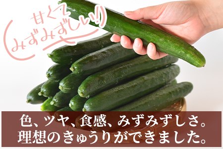 ＜【先行予約】【期間限定】宮崎県産きゅうり(約2kg)＞(約2kg・3本入り×5袋)【MI149-yt】【ゆたか農園】