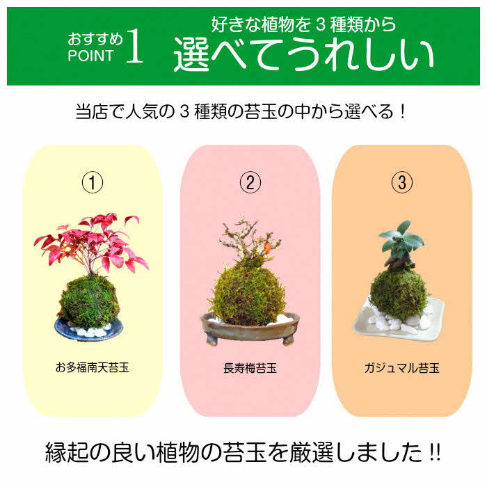 
天然苔専門店 弥栄苔 選べる縁起物苔玉 こけ玉（２個セット）【1315】
