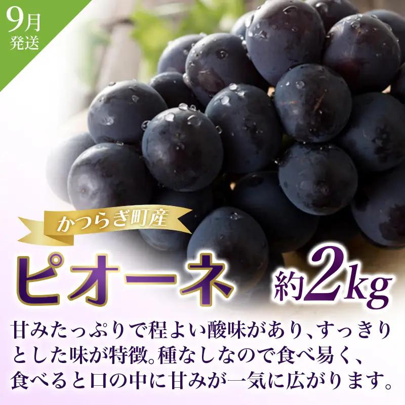 フルーツ定期便 全3回 いちご・桃・ピオーネ フルーツ【tkb401】