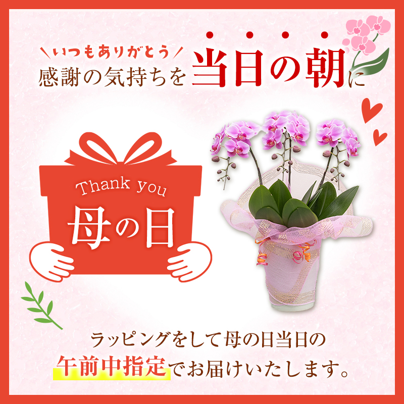 ＜選べる花色＞母の日 ギフト サカモト農園の胡蝶蘭 1鉢（ピンク or 白） メッセージカード付 説明書付き 贈答向け 期間限定 お祝い ※北海道、沖縄県等の離島への発送不可【C470】