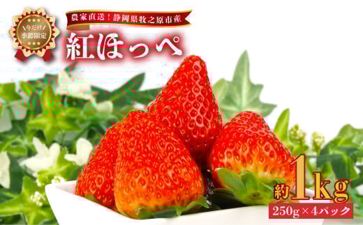 【 2026年2月中旬から順次発送 】いちご 紅ほっぺ 1kg 250g × 4パック予約受付 期間限定 数量限定 苺 紅ほっぺ イチゴ ストベリー フルーツ スイーツ デザート くだもの 果物 果汁ストロベリー 甘い おいしい 国産 安心 濃厚 新鮮 フレッシュ 贈答用 プレゼント お歳暮 産地直送 農家直送 静岡いちご 静岡苺 牧之原いちご牧之原苺 静岡県 牧之原市 有限会社ヤマセン