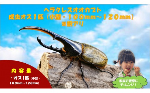 
                  【虹色Farm】ヘラクレスオオカブト 成虫オス1匹(小型・100mm～120mm)訳アリ｜京都オオカブト 人気［ カブトムシ ヘラクレスオオカブト 成虫 オス 訳アリ 人気 おすすめ 自由研究 夏休み 体験 自然 虫 お取り寄せ 通販 送料無料 ふるさと納税 ］
                