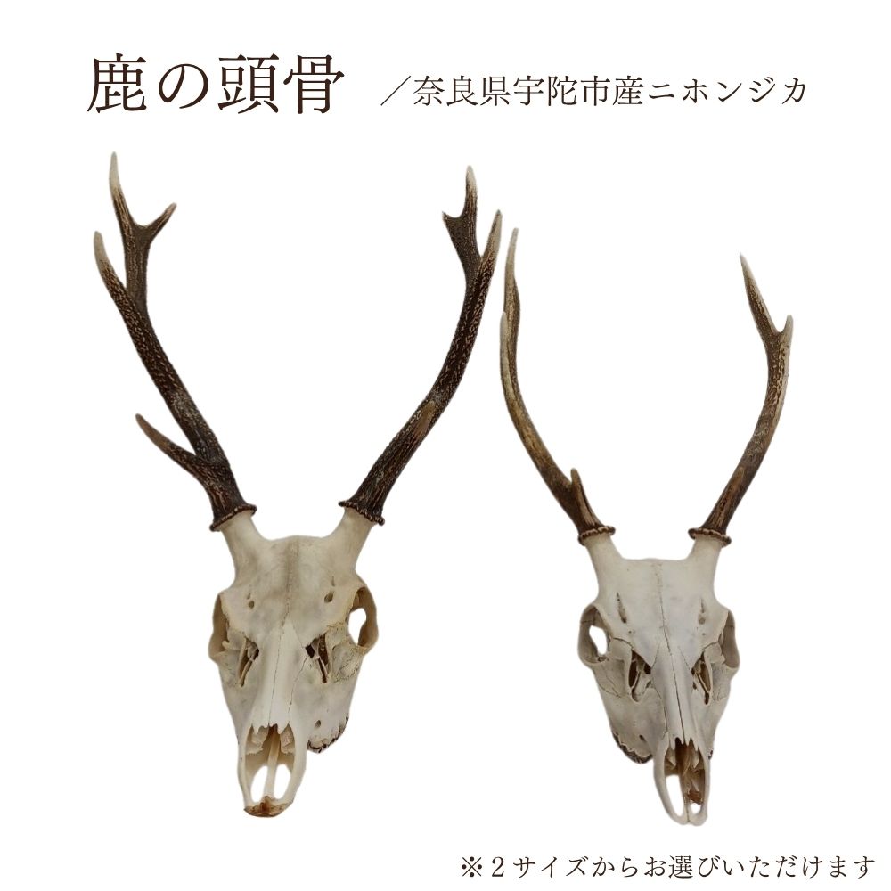 【ふるさと納税】【サイズが選べる！】鹿 の 頭骨 1頭／ 角 骨 インテリア 飾り 置物 国産 琴弾アンナプルナ 奈良県 宇陀市