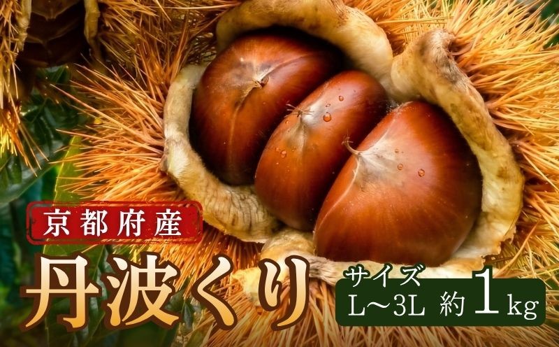 
                  【先行予約】丹波くり 1kg 選べるサイズ L～3L 京都府産 2026年度産 栗 大粒 秋 旬 味覚 くり 国産 丹波ぐり 丹波くり 生栗 生ぐり 和栗 先行受付 秋の味覚 マロン 丹波栗 生くり 甘栗 焼き栗 ゆでぐり ブランド 数量限定 令和8年度産 R8年度産 丹波地域 日本3代栗 京都 京都府 JA JA京都 丹波栗
                