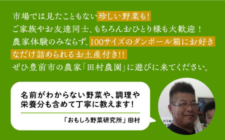 農家のおうちで旬の野菜！！収穫体験　１名 半日 ダンボール１箱お土産付き《豊前市》【田村農産】[VBE006] 野菜 野菜セット 旬の野菜 大量野菜 野菜 野菜セット 旬の野菜 大量野菜 野菜 野菜セ