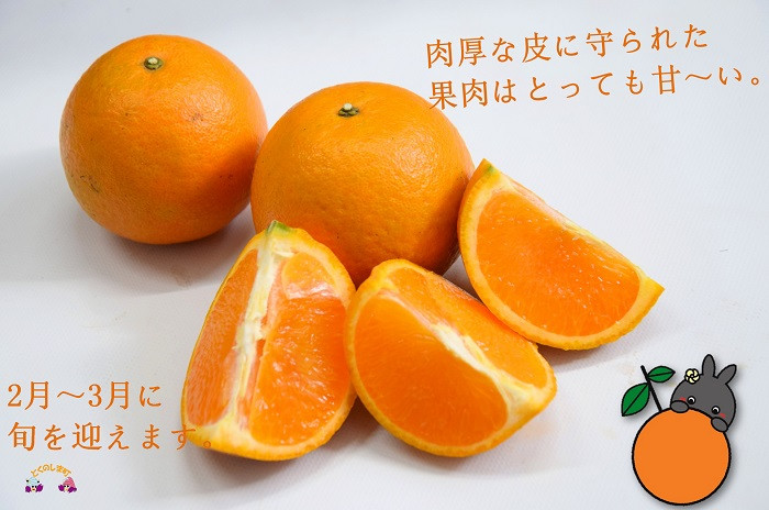 徳之島自慢の柑橘果物「たんかん」はみずみずしく上品な甘さですが、サッパリとした後味です。