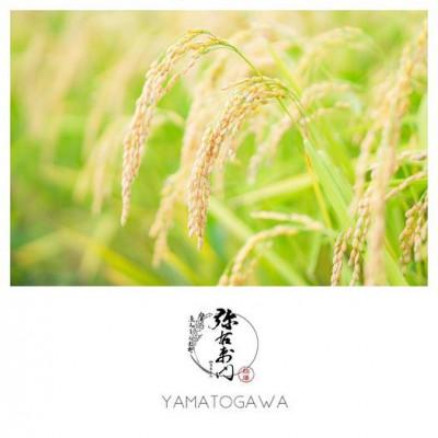 ふるさと納税 喜多方市 こがねもち 3kg