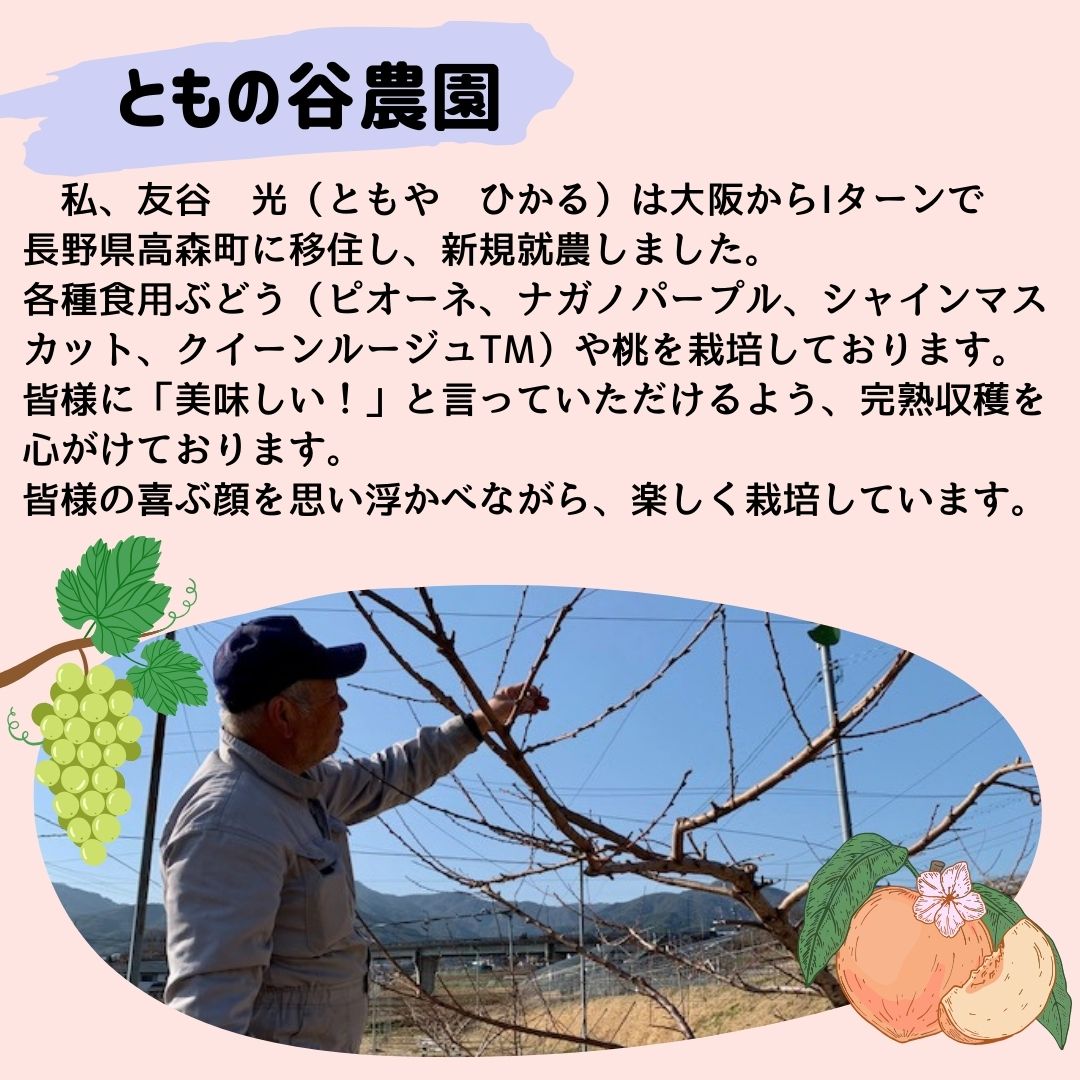 桃 あかつき 3kg（7～10個）2026年7月下旬より発送 長野県 信州 南信州 高森町 農家直送 果物 くだもの もも モモ 旬 旬の果物 旬の桃 完熟収穫 ともの谷農園