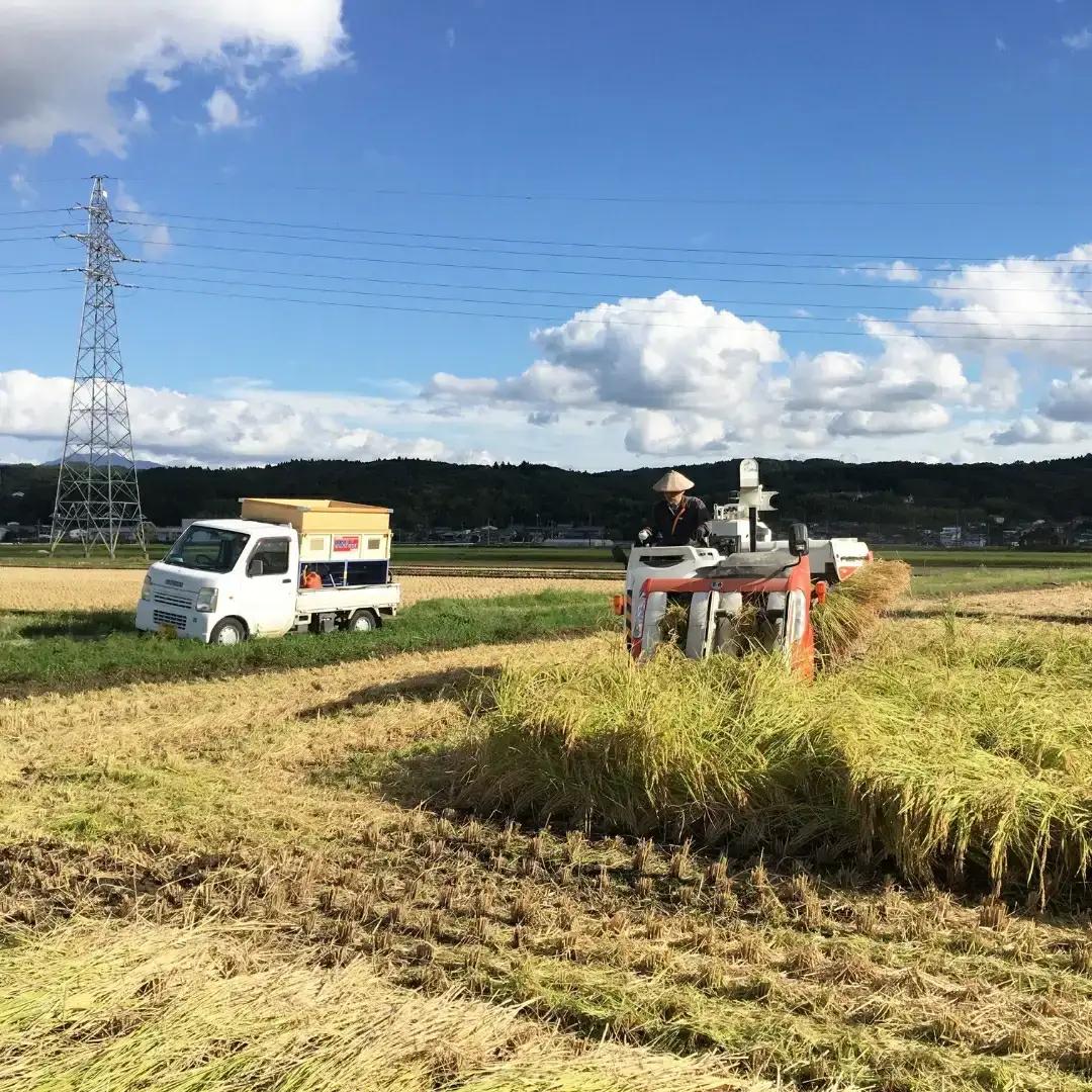  減農薬有機肥料栽培 新潟県産 従来コシヒカリ 7分づき 5kg 令和7年産米 [小さな農家ささげ米]【014S077】