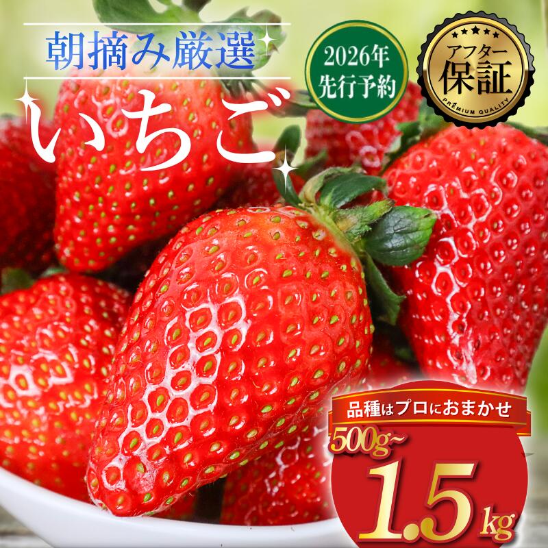 【ふるさと納税】 【2026年2月より発送開始】 品種おまかせ いちご 選べる 500g〜1500g 苺 とちおとめ やよいひめ おいCベリー かおり野 スターナイト 果物 くだもの フルーツ 果実 先行予約 おまかせ 品種 ジャム いちごジャム スイーツ ケーキ 千葉県 旭市 滑川いちご園