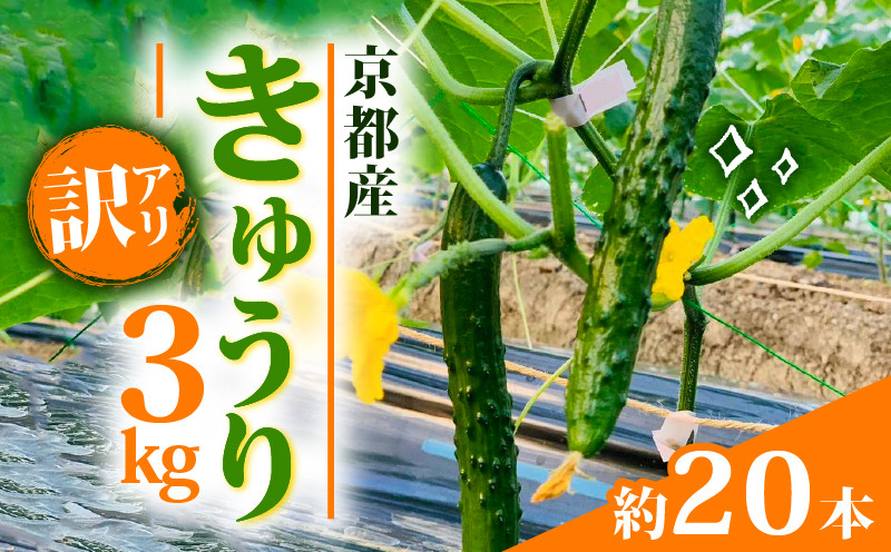 
            訳あり きゅうり 3kg わけあり 京都府 野菜 サラダ おつまみ 夏 漬物 ボリューム ファミリー 料理 キュウリ 20本
          