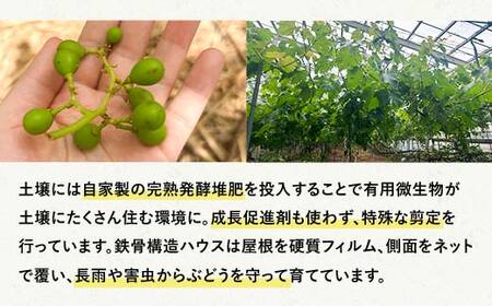 【農薬・化学肥料不使用】高級ぶどう 1房（600-700g） フルーツ ぶどう 葡萄 ブドウ ピオーネ 有機 無農薬 山口県 山陽小野田市 ふるさと納税 F6L-920