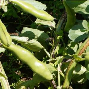 大村農場のそら豆2kg(5月下旬より順次発送)_野菜 豆  まめ マメ_【配送不可地域：離島・沖縄県】【1609285】