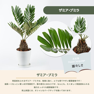 2026年5月中旬～発送【観葉植物】ザミア ・ プミラ 80cm～100cm ホワイト鉢 専用受皿付 T&P 035-1351 観葉植物 ※北海道・沖縄・離島配送不可