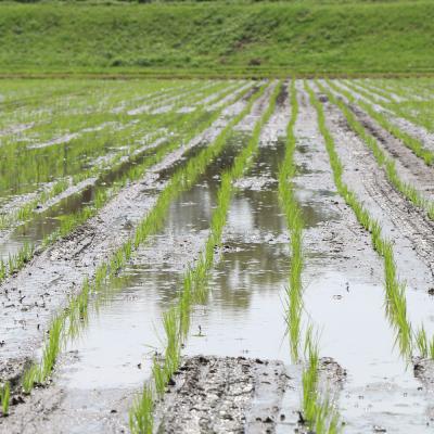 ふるさと納税 小郡市 米 たごもり農園の自然米 ヒノヒカリ 5kg 小郡産 栽培期間中農薬不使用[No5354-0841] |  | 02