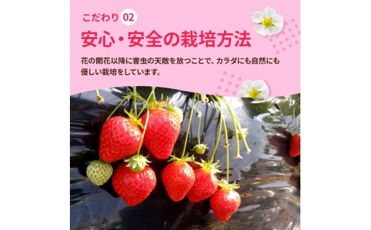 いちご 3回定期 古都華 約1000g 250g×4パック 先行予約 高評価 冷蔵配送 フルーツ 果物 旬 産地直送 農家直送 完熟 旬の果物 お取り寄せ おやつ デザート ことか イチゴ 冷蔵 奈良