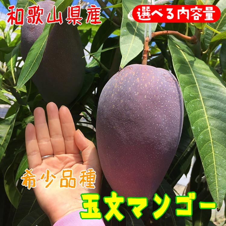 【ふるさと納税】＼選べる内容量／濃厚 玉文 マンゴー ｜ 先行予約 濃厚 果物 フルーツ 甘い ※2025年9月中旬～9月下旬頃に順次発送予定
