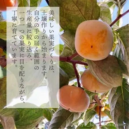 先行受付　柿(種無し)　赤秀品大玉　6個入　約1.8kg【配送不可地域：離島】【1616656】