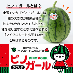 【0325001b】《2026年5月以降発送》＜定期便・全2回＞小玉すいか・ピノ・ガール(2玉×2回・計8kg以上) 果物 果実 フルーツ スイカ ピノガール 数量限定 期間限定 定期便 5月 6月 