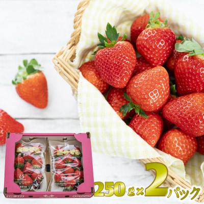 先行予約!2026年2月より順次発送 いちご 恋のぞみ約500g(250g×2P)【JA熊本うき】【配送不可地域：離島】【1659529】