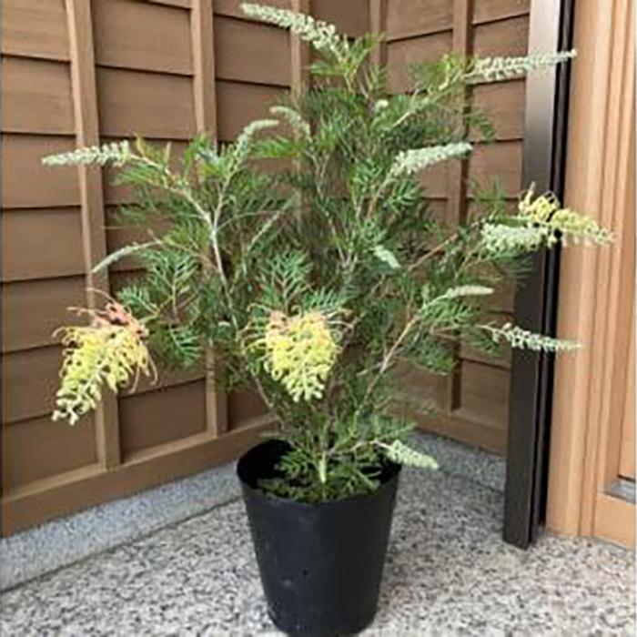 【ふるさと納税】グレビレア 　ピーチアンドクリーム　21cmポット