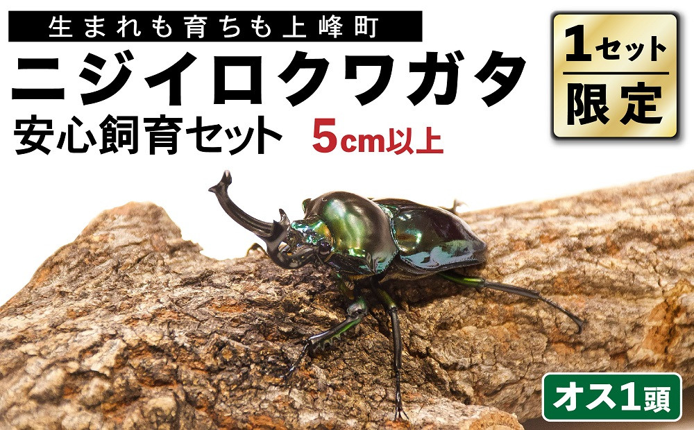 
【1セット限定！】完璧育成！「ニジイロクワガタ」 E-257
