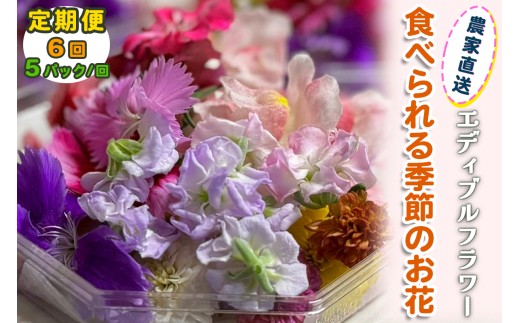 [定期便6回] 農家直送！加藤さんちのエディブルフラワー 5パック (1パックあたり季節のお花15輪から30輪)｜食用 花 お花 野菜 トッピング 付け合わせ [0772]