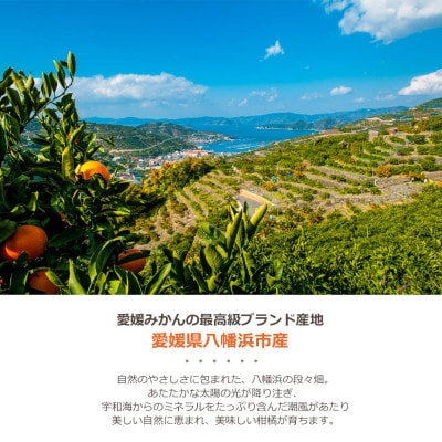 ゲル化剤・pH調整剤不使用!愛媛産 甘夏寒天ゼリー 30本セット【H25−235】【1630004】