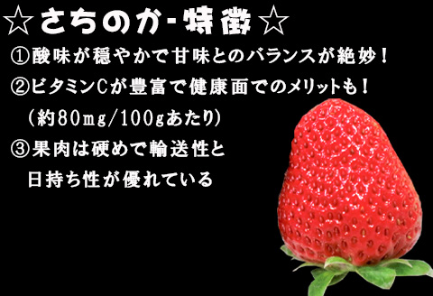 濃厚苺 さちのか 250g×4パック(合計1kg) 濃厚いちご 苺 イチゴ 果物 フルーツ ビタミン