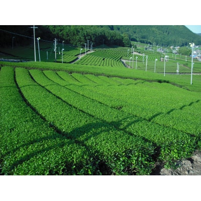 伊勢の和紅茶ペットボトル　1ケース(24本)【1314279】