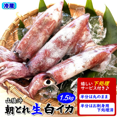 朝とれ白イカ(生・冷蔵)約1.5kg(5−8杯程度入)　半分は刺身用に下処理、半分は丸のままで【配送不可地域：離島・北海道・沖縄県・東北】【1114070】