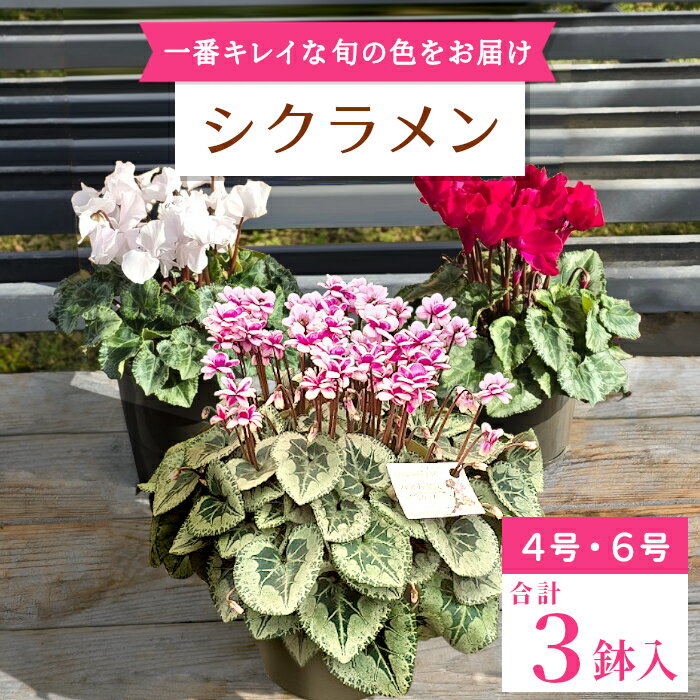 【ふるさと納税】愛知県設楽町産 シクラメン 4号鉢2鉢セットと6号鉢1鉢 花 ピンク 白 赤 プレゼント 贈り物 鉢花 鉢 ガーデン ガーデニング 高品質 クリスマス -039